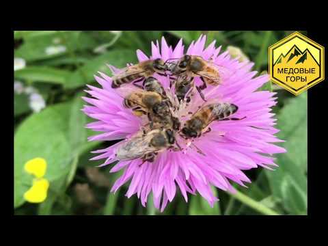 Видео: Ответы на вопросы пчеловодов.