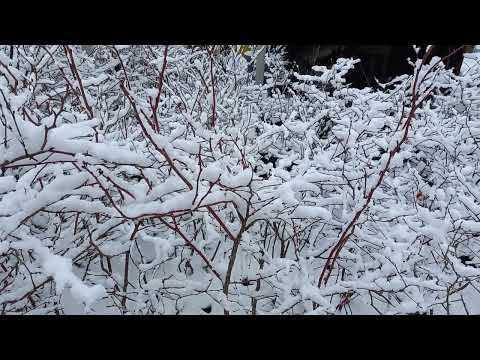 Видео: Когда же обрезать голубику???