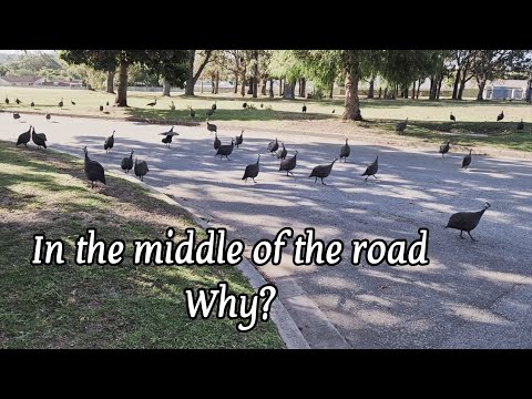 Видео: Цесарки и не только. Где? В Южной Африке, конечно.