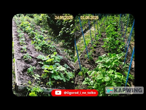 Видео: Посадка томатов в ОГ с клубникой 24.05.2025 и обзор огорода и томатов через неделю после посадки