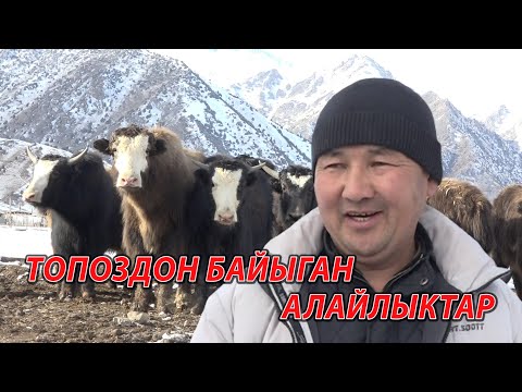 Видео: "100дөй ТОПОЗУМ бар" "Жем жебейт, талаадан чыгат"
