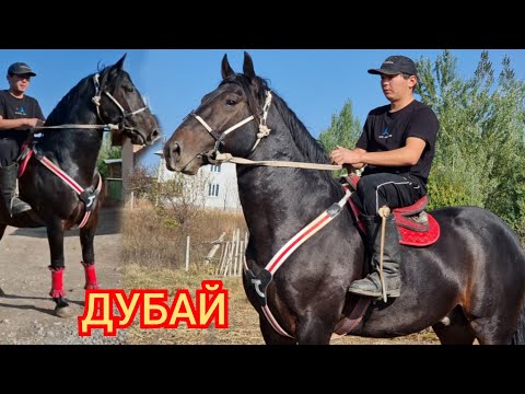 Видео: АЙТЫЛУУ   ДУБАЙ  пай пай Аттын  Зору   ЁМАдан Чыкты 👍