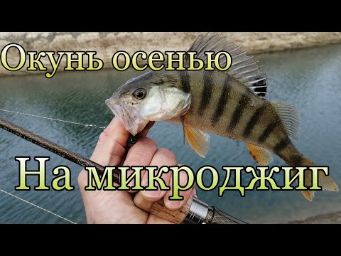 Видео: Рыбалка. Окунь на микро джиг, ультролайт с лодки на реке Егорлык осенью.