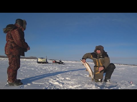 Видео: Рассвет на СЕВЕРЕ с ХОРОШИМ КЛЁВОМ!!! Жаренная щука на ПЕЧИ - ну очень ВКУСНО!!!