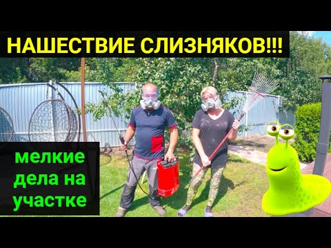Видео: Борьба со слизнями. Как от них избавиться!