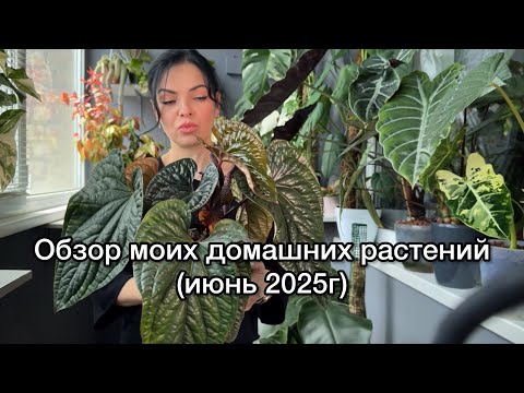 Видео: ОБЗОР растений на балконе🌱Мини ремонт🌱Новинки редких растений🌱😉