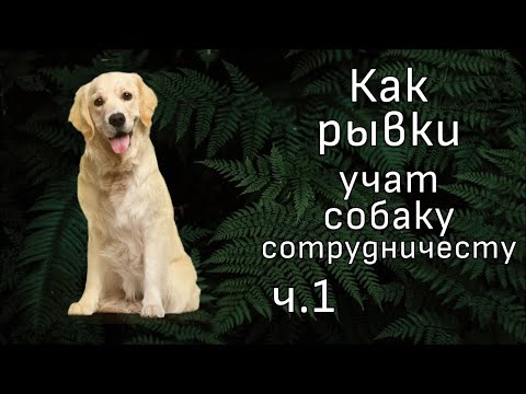Видео: Как НЕ надо гулять с собакой Комментирую видео зоопсихолога Евгении Маныкиной