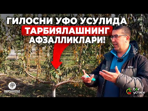 Видео: ЗАМОНАВИЙ ИНТЕНСИВ ГИЛОС ЕТИШТИРИШДА УФО УСУЛИ! | ШУҲРАТ АБРОРОВ #shuhratabrorov #gilos #shaklberish