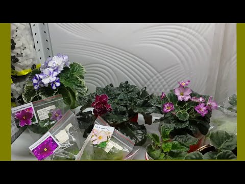 Видео: Детки фиалок: В какой объем отсаживать? (Сага о листовых черенках АВ. 4-я серия)