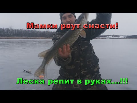 Видео: Мамки рвут снасти! Леска репит в руках! Преднерестовый жор щуки. Рыбалка на реке Саксагань