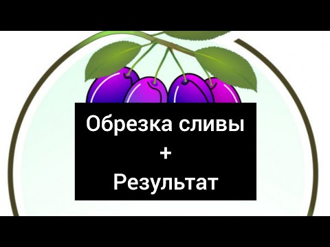 Видео: Обрезка сливы весной (зимой) + Результат плодоношения.