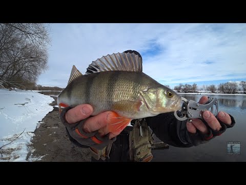 Видео: ОПЯТЬ Окунь! Микроджиг рулит! Москва река