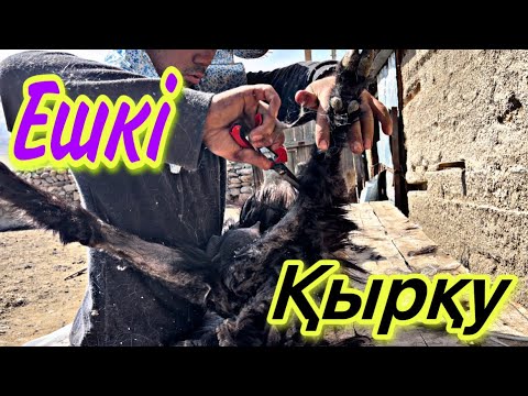 Видео: Ешкі қырқудың ОҢАЙ әдісі!