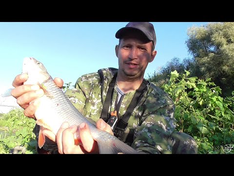 Видео: КАРАСЬ на пружины. р.Дон Сентябрь 2022