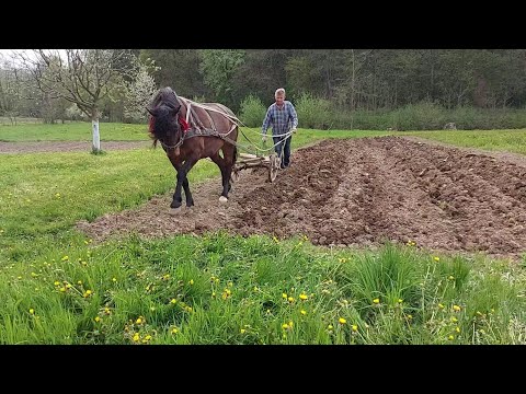 Видео: Гарна гуцулка👍 кобила Галя👌