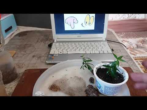 Видео: Результат укоренения черенков Мирта