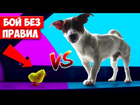 Видео: СОБАКА СЪЕЛА ЦЫПЛЁНКА 🐥 Реакция собаки на цыплёнка 🐾 Локи Бобо 30 серия