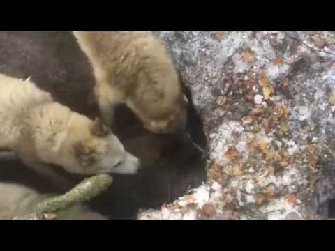 Видео: Охота на медведя с западно-сибирской лайкой