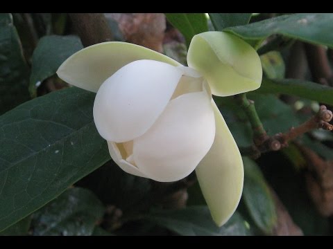 Видео: МАГНОЛИЯ в горшке в домашних условиях. Сорта и особенности ухода