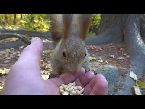 Видео: Покормил двух белок / I fed two squirrels