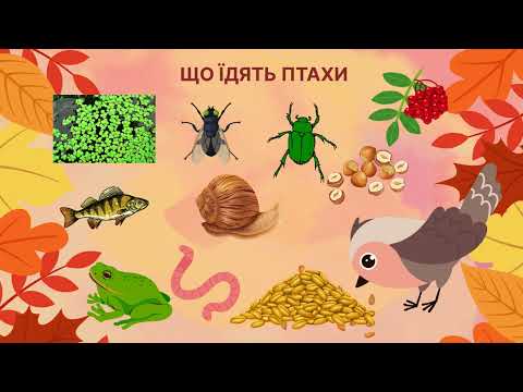 Видео: ПЕРЕЛІТНІ ПТАХИ