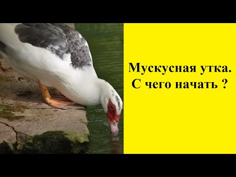 Видео: Разведение мускусной утки . С чего начать?