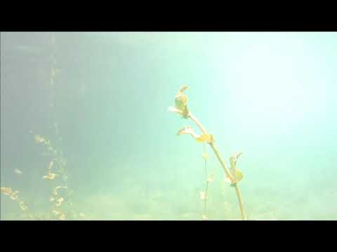 Видео: Diving "Park" Ohrid Macedonia - Нуркање Парк Охрид  2019