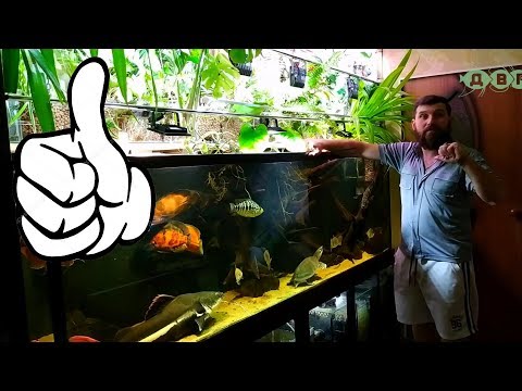 Видео: БОЛЬШОЙ ДОМАШНИЙ АКВАРИУМ АЛЕКСЕЯ! ПОДВОДИМ ИТОГИ  3 ЧАСТЬ!