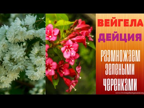 Видео: Вейгела.  Дейция.  Размножаем зелеными черенками.