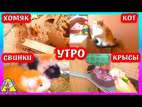 Видео: УТРО С ПИТОМЦАМИ 3 ЧАСТЬ / СИРИЙСКИЙ ХОМКИ /ДРЕССИРОВКА КОТА /  МОРСКИЕ СВИНКИ / КРЫСЫ / АЛИСА ИЗИ