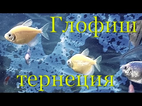 Видео: Тернеция глофиш (Glofish): содержание, уход, половые отличия, разведение, видео обзор