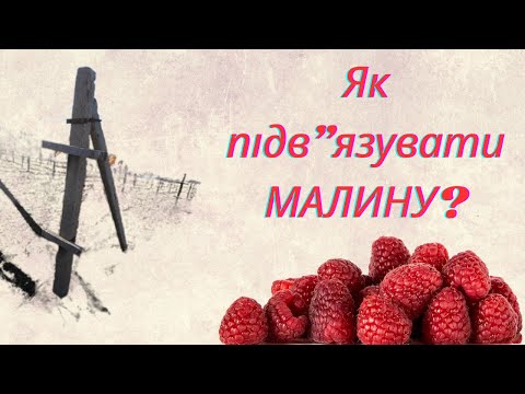 Видео: Як підв'язувати малину? Підв'язка малини!!!