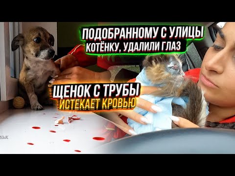 Видео: Тэсси истекает кровью🤯, сгрызла катетор. Досе удаляют глазик🥺 Мила стала еще послушнее.