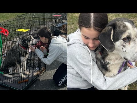 Видео: Они решили покончить с ним после 11 лет верности, но одна добрая душа изменила его судьбу навсегда!