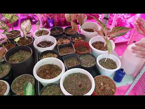 Видео: Детки Аглаонем из пеньков. результат после среза верхушки аглаонемы