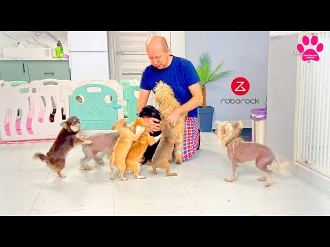 Видео: Что нас спасло? Чихуахуа, КХС, Той-аусси. Для владельцев домашних животных надо Roborock Qrevo MaxV
