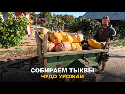 Видео: ТЫКВЕННЫЙ РАЙ. Сбор урожая тыкв, результаты поражают.