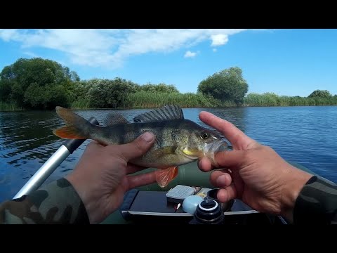 Видео: Раздача Окуня! Не все актеры в кадр попали))) Заповедное Славский район Калининградской области.