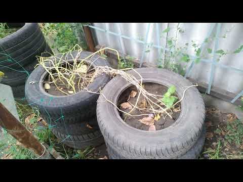 Видео: Картошка в покрышках(эксперимент)!