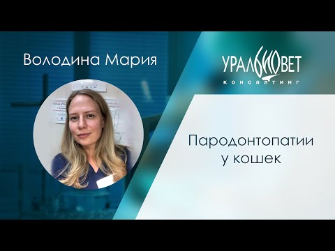 Видео: Пародонтопатии у кошек. Володина Мария #убвк_стоматология