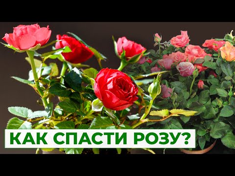 Видео: СЕКРЕТЫ ПЕРЕСАДКИ РОЗЫ ИЗ МАГАЗИНА