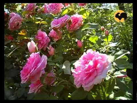 Видео: Розы в Саду. серия 15. Любимые розы