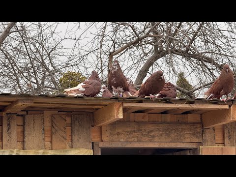 Видео: Разговор про Николаевских голубей