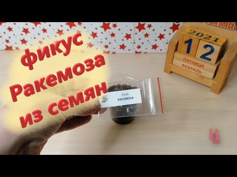 Видео: фикус ракемоза из семян личный опыт выращивания / пополнение коллекции