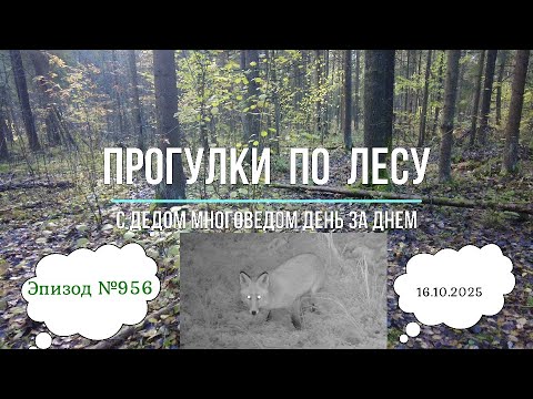 Видео: Прогулки по лесу. День за днем с дедом Многоведом. 16 октября 2025г. Эпизод 956.