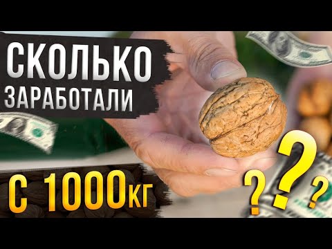 Видео: Сколько можно заработать на переработке 1000кг грецкого ореха? Наш опыт!