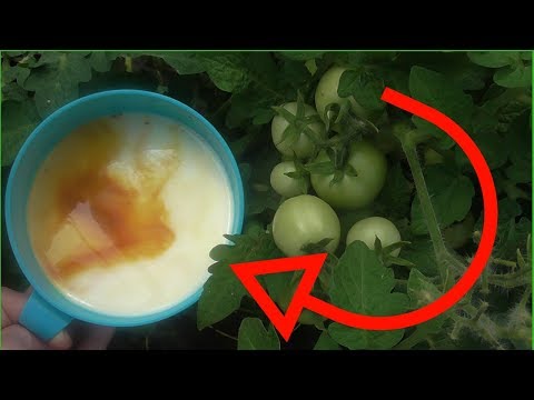 Видео: Фитофтора погибнет сразу, самый лучший РЕЦЕПТ