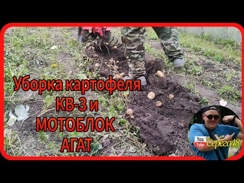 Видео: мотоблок агат Уборка картофеля 💪🤨☝️картофелекопалкай кв-3