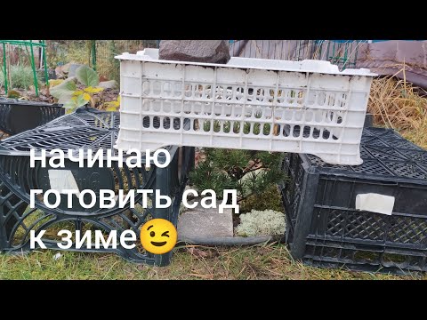 Видео: 11.11.25# начинаю готовить сад к зиме#