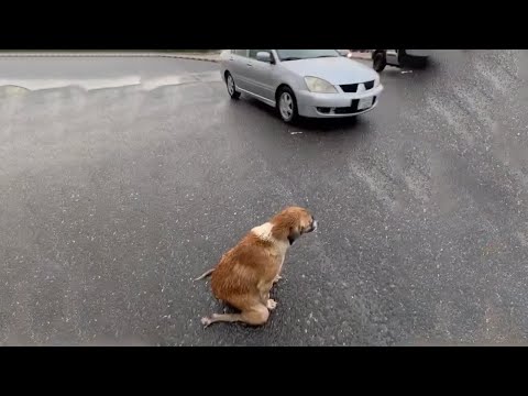 Видео: Каждый день эта добрая мать тащит худое тело на улицу, чтобы попросить еды, чтобы вернуть щенков